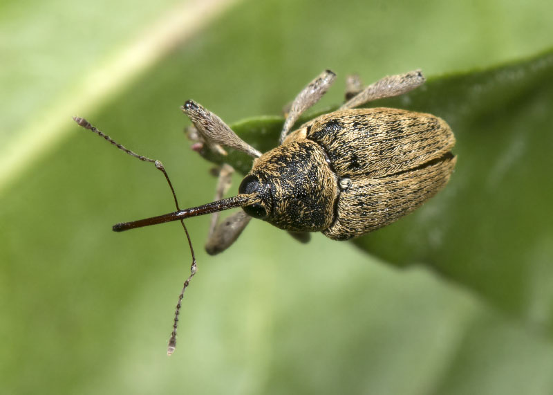 Curculionidae: Curculio glandium